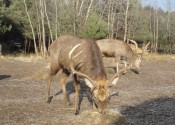 deer-flower.com.ua