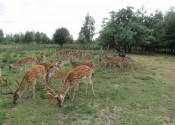 deer-flower.com.ua