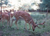 deer-flower.com.ua