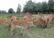 deer-flower.com.ua