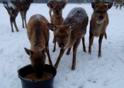 deer-flower.com.ua