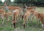 deer-flower.com.ua