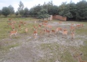 deer-flower.com.ua