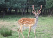 deer-flower.com.ua