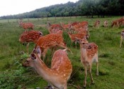 deer-flower.com.ua