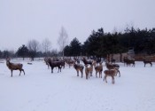 deer-flower.com.ua