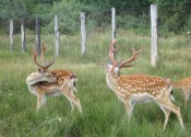 deer-flower.com.ua