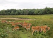 deer-flower.com.ua