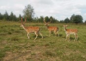 deer-flower.com.ua