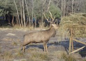 deer-flower.com.ua