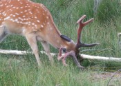 deer-flower.com.ua