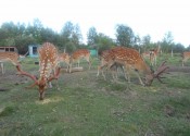 deer-flower.com.ua