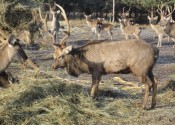 deer-flower.com.ua