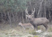 deer-flower.com.ua