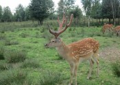 deer-flower.com.ua