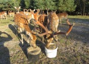 deer-flower.com.ua