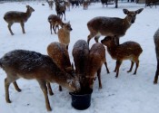 deer-flower.com.ua