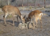 deer-flower.com.ua
