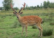 deer-flower.com.ua