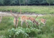 deer-flower.com.ua