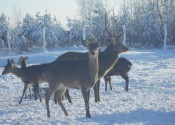 deer-flower.com.ua