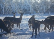 deer-flower.com.ua