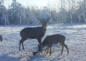 deer-flower.com.ua