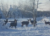 deer-flower.com.ua