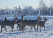 deer-flower.com.ua