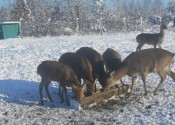 deer-flower.com.ua