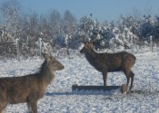 deer-flower.com.ua