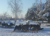 deer-flower.com.ua