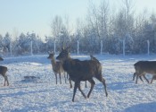 deer-flower.com.ua