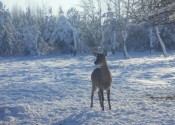 deer-flower.com.ua
